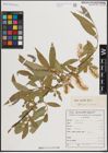 Foto von Salix excelsa S. G. Gmel.